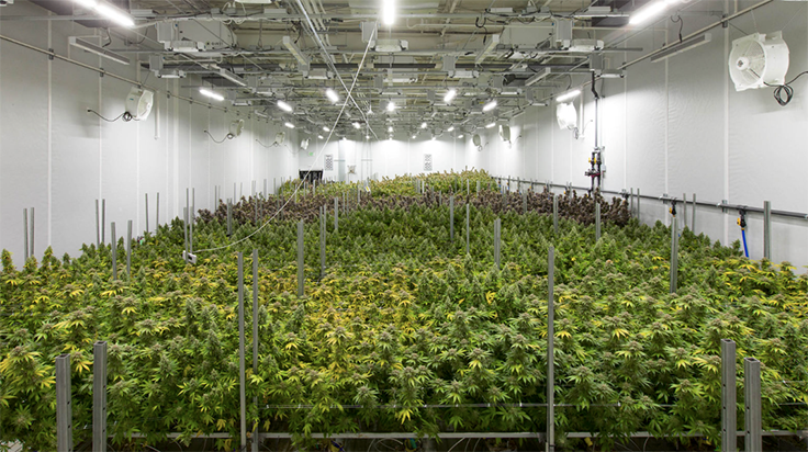 Calyx Peak Companies Conducts Akron’s First Medical Marijuana Harvest